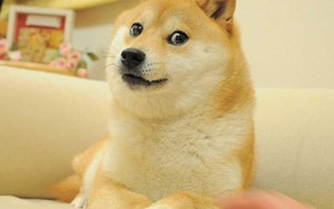 Chuyện về chú chó được chế meme nhiều nhất mạng xã hội: Xuất thân từ chó cứu hộ, thoát chết khi bị bỏ rơi và cuộc sống hiện tại gây bất ngờ