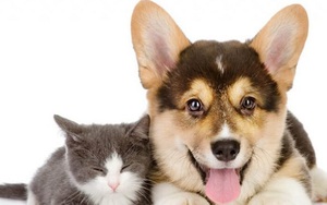 Chữ và nghĩa: Chó tro mèo mù - có như suy diễn?