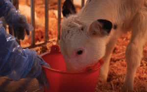 Nhân bản thành công 'siêu bò' có thể sản xuất 18 tấn sữa mỗi năm