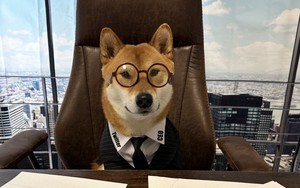 Elon Musk bổ nhiệm chó cưng làm CEO Twitter