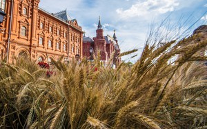 Nga viện trợ 25.000 tấn lúa mì cho Cuba