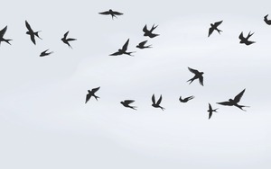 Các nhà khoa học đã biến những con chim chết thành máy bay không người lái