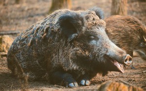 Mỹ đối mặt mối đe dọa mới từ 'siêu lợn' Canada: Cực kỳ thông minh, rất khó truy bắt