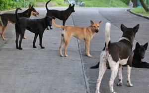 Tình trạng chó thả rông tấn công người gây thương tích: Hiểm họa nguồn bệnh từ những con chó lạ