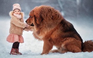 Tại sao chó ngao Tây Tạng không sợ gió to, tuyết rơi và sống thoải mái ở âm 40 độ C?