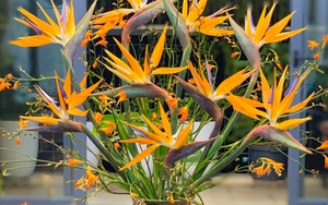 4 loại hoa cực đẹp thường được trưng trong nhà nhưng lại chứa chất độc không phải ai cũng biết 