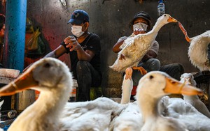 WHO đánh giá nguy cơ lây lan virus cúm gia cầm H5N1 tại Campuchia