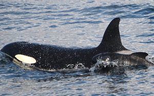 Lần đầu ghi nhận cá voi sát thủ bắt cóc cá voi con từ loài khác về nuôi