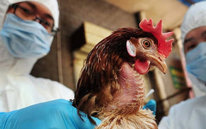 Cả thế giới lo ngại trước cúm H5N1 gây chết người ở Campuchia, đây là các dấu hiệu không thể bỏ qua, cẩn thận nhầm lẫn với cúm thường