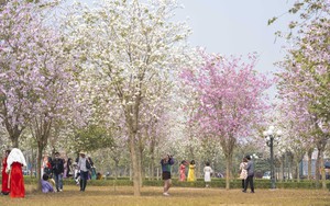 Hà Nội: Không thua kém đường Hoàng Diệu, con đường hoa ban tím ở Mê Linh cũng gây sốt rần rần