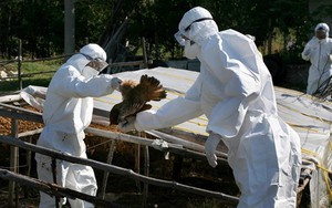 Giới chức y tế Campuchia tuyên bố kiểm soát dịch cúm gia cầm H5N1