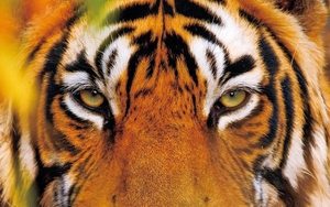 3 con giáp có chuyển biến rõ rệt đầu năm 2023, đổi việc là đổi vận, có đà thăng tiến rất nhanh