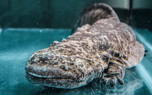 Andrias davidianus: Loài kỳ nhông khổng lồ, có kích thước bằng một người trưởng thành 