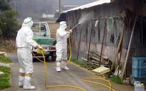 Giới khoa học lo ngại nguy cơ lây nhiễm cúm gia cầm gia tăng đối với con người