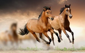 5 con giáp này gặp đại phú, đại quý, của cải có được trong tầm tay