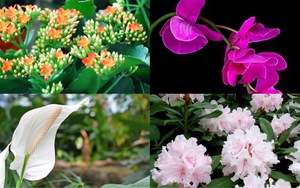 Không chỉ có hoa tươi, đây là những loài cây dành tặng đối phương dịp Valentine này