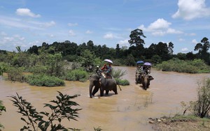 Dừng kinh doanh dịch vụ cưỡi voi tại Buôn Đôn