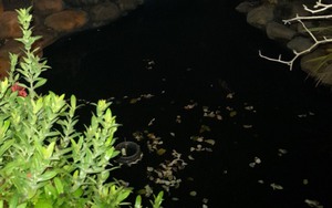 Hai trẻ tử vong do đuối nước trong bể cá Koi