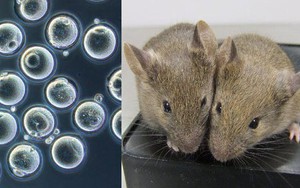 Đột phá: Các nhà khoa học giúp hai chuột đực có con được với nhau