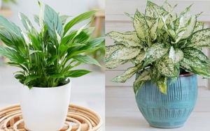 5 cây cảnh hợp người mệnh Kim giúp gia chủ ‘tiền đầy túi’, lộc lá kéo đến ầm ầm