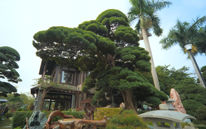 Ngắm trọn khu vườn rộng mênh mông, nhìn đâu cũng là tiền tỷ của vị phó chủ tịch: Quá đẳng cấp!