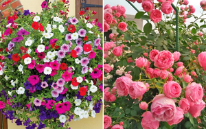 5 loại cây nở hoa quanh năm mang ý nghĩa may mắn, hút tiền tài cho gia chủ