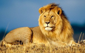 Nhật Bản xác nhận hai con sư tử chết vì mắc Covid-19