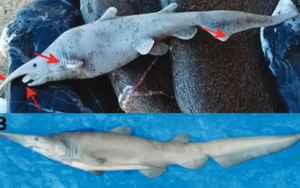 Bức ảnh cá mập yêu tinh qua mặt các nhà khoa học: Chỉ 10 người từng nhìn thấy, sự thật không ngờ