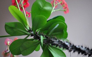 2 loại xương rồng được người Việt ưa thích, thường trồng làm cảnh nhưng có độc tố cần cẩn trọng