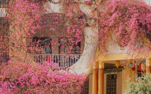 Ngôi trường đang hot nhất trên MXH: Cả khuôn viên bao phủ bởi giàn hoa giấy khổng lồ, khung cảnh đẹp như vườn cổ tích