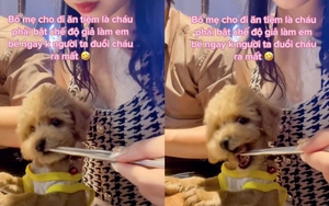 Ngồi giữa quán dùng đũa gắp đồ ăn cho cún cưng, cô gái khiến dân tình phẫn nộ: "Thế này thì ai dám ăn ở đấy nữa"? 