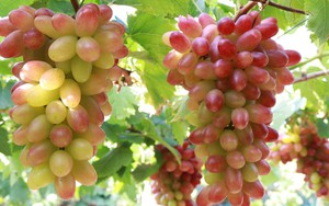 Lễ hội Nho và Vang Ninh Thuận sẽ diễn ra vào tháng 6