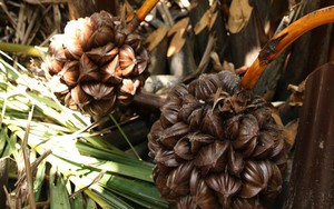 Loại quả mọc đầy ở Việt Nam nhưng vô cùng quý hiếm ở Trung Quốc, 'cung không đủ cầu' với dân sành ăn