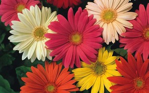 Loại hoa không chỉ đẹp mà còn là 'thuốc' sạch mỡ máu ít ai biết để dùng