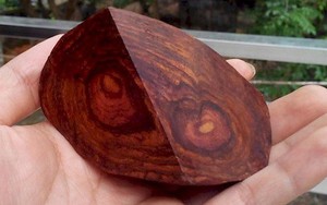 'Báu vật' được Trung Quốc săn lùng ráo riết: Cơn sốt tràn qua cả Việt Nam