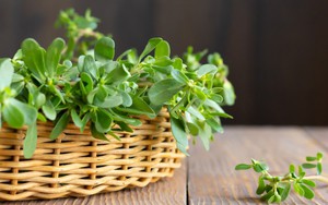 Loại rau ví như nhân sâm, mọc dại khắp nơi: Thế giới dùng nhiều, người Việt chẳng ăn