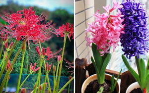 3 loại hoa 'đốt tiền' chớ dại mua về nhà chưng, kẻo chặn đứng tài lộc của gia chủ