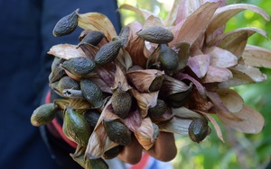 'Lộc trời' ở Việt Nam 4 năm mới có 1 lần: Trung Quốc săn lùng, gây 'cơn sốt lạ'