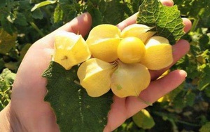 Loại quả dại mọc đầy ở Việt Nam được bán với giá cao ngất ngưởng tại Nhật, gây cơn sốt ngược: Dân Việt săn lùng ăn theo!