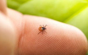 Cảnh báo nguy cơ sốt mò khi đi du lịch: Dấu hiệu nhận biết và cách phòng căn bệnh gây biến chứng viêm não – phổi