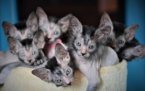 Độc lạ giống mèo ‘ma sói’ có hình thù kì dị, giá gần trăm triệu một con nhưng khiến giới nhà giàu mê mệt, đổ xô mua về nuôi