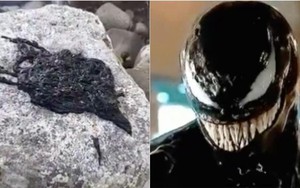 Hóa ra 'Venom symbiote' của Trái Đất chỉ là một loài giun