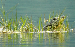 Xác nhận rùa Hoàn Kiếm ở hồ Đồng Mô chết