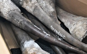 16 kg sừng tê giác, ngà voi nhập lậu đường hàng không từ Qatar về Việt Nam 