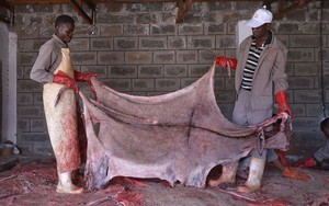 Trung Quốc phát sốt vì 'thần dược' chiết xuất từ 1 bộ phận của con lừa: Thứ màu nâu, có mùi hôi được bán với giá đắt hơn vàng