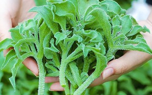 Loại rau cực lạ được người Trung Quốc mệnh danh là ‘rau vương giả’, ở Việt Nam cả trăm nghìn/ kg người sành ăn vẫn lùng đến 'cháy hàng'