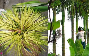 Trào lưu ăn uống khiến cây nhà lá vườn bỗng trở "sốt xình xịch": Từ đọt đu đủ, quả mồng tơi đến cả hoa cau non cũng thành món ngon mới lạ