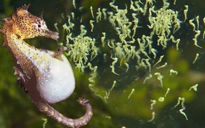 Một loài cá có mặt trên khắp Việt Nam được Trung Quốc coi là 'thần dược phòng the', săn lùng tới mức cạn kiệt