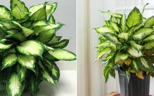 'Muốn sống lâu, tránh xa 4 loại cây': Nếu trong nhà xuất hiện 1 trong số này, chuyển đi ngay còn kịp