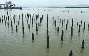 Đề nghị bổ sung Bãi cọc Bạch Đằng vào Hồ sơ Yên Tử trình UNESCO công nhận Di sản Văn hóa thế giới ​